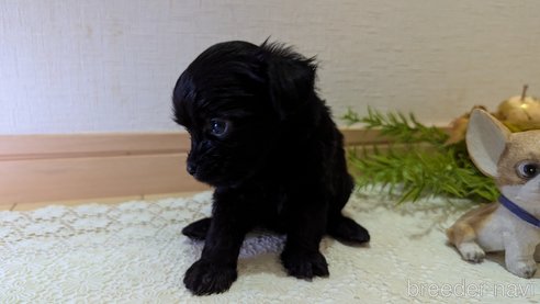 成約済の広島県のチワプー:チワワ×トイプードル-341212の92枚目