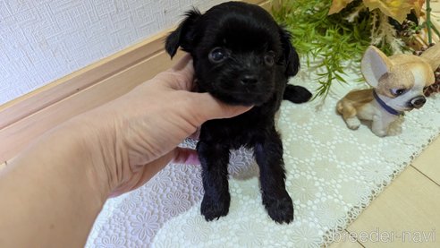 成約済の広島県のチワプー:チワワ×トイプードル-341212の93枚目