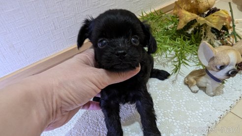 成約済の広島県のチワプー:チワワ×トイプードル-341212の94枚目