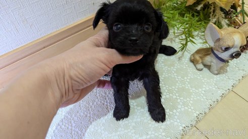 成約済の広島県のチワプー:チワワ×トイプードル-341212の91枚目