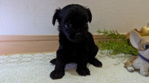 成約済の広島県のチワプー:チワワ×トイプードル-341212の90枚目
