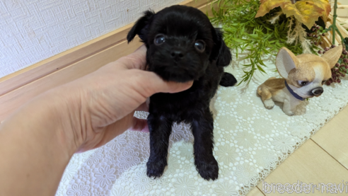 成約済の広島県のチワプー:チワワ×トイプードル-341212の89枚目