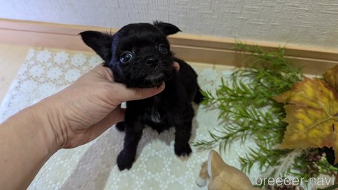 成約済の広島県のチワプー:チワワ×トイプードル-341209の76枚目