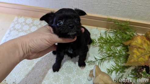 成約済の広島県のチワプー:チワワ×トイプードル-341209の75枚目