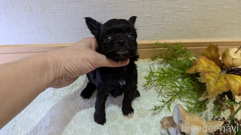 成約済の広島県のチワプー:チワワ×トイプードル-341209の74枚目