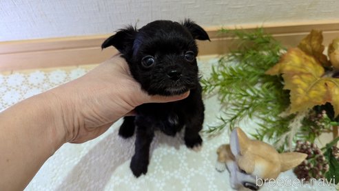 成約済の広島県のチワプー:チワワ×トイプードル-341209の73枚目