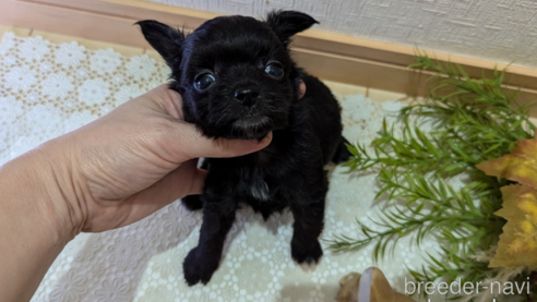 成約済の広島県のチワプー:チワワ×トイプードル-341209の72枚目