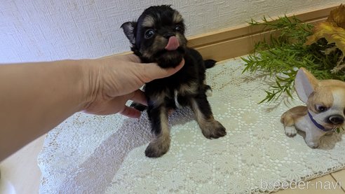 成約済の広島県のチワプー:チワワ×トイプードル-341216の46枚目