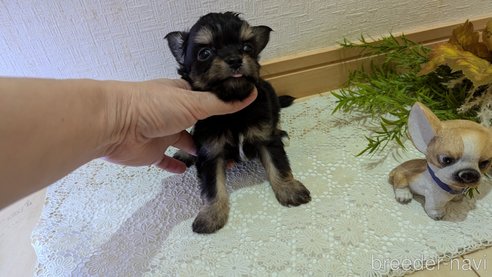 成約済の広島県のチワプー:チワワ×トイプードル-341216の44枚目