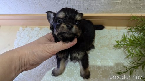成約済の広島県のチワプー:チワワ×トイプードル-341216の45枚目