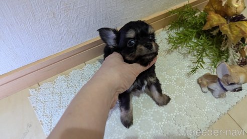 成約済の広島県のチワプー:チワワ×トイプードル-341216の43枚目