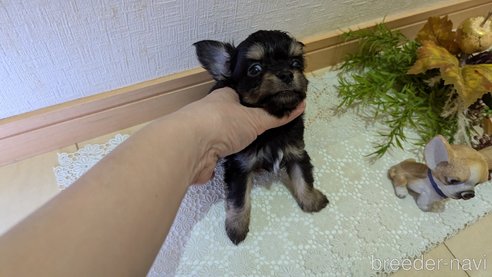 成約済の広島県のチワプー:チワワ×トイプードル-341216の42枚目