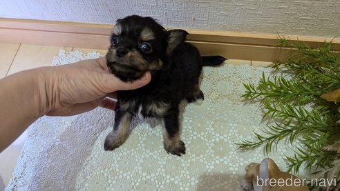 成約済の広島県のチワプー:チワワ×トイプードル-341216の41枚目
