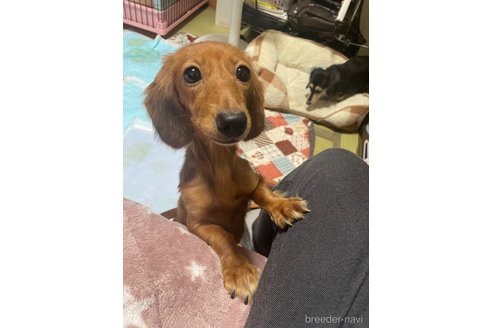 ニコルちゃん1枚目