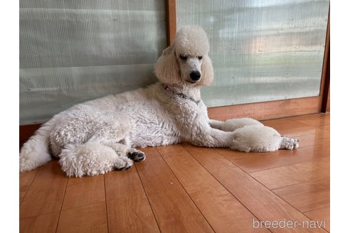 ジーナちゃん1枚目