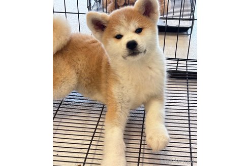 成約済の大阪府の秋田犬-344513の1枚目