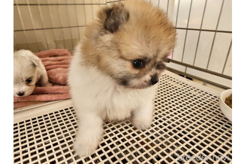 成約済の愛知県のポメラニアン-344138の7枚目