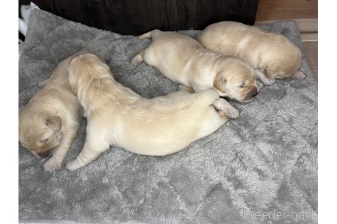 成約済の静岡県のゴールデンレトリーバー-344530の10枚目
