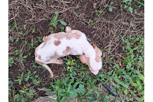 成約済の神奈川県のバセットハウンド-332138の7枚目