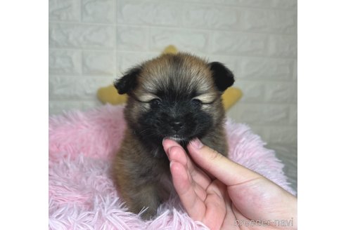 成約済の埼玉県のミックス犬-339529の11枚目