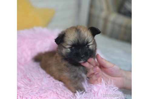 成約済の埼玉県のミックス犬-339529の10枚目