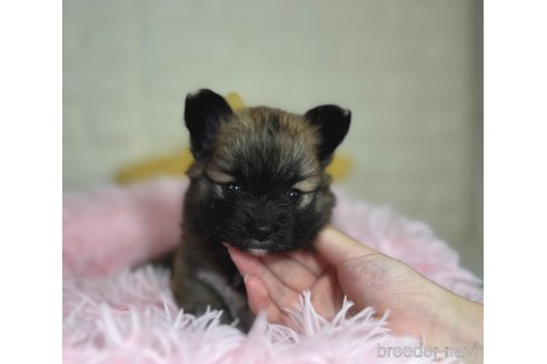 成約済の埼玉県のミックス犬-339520の13枚目