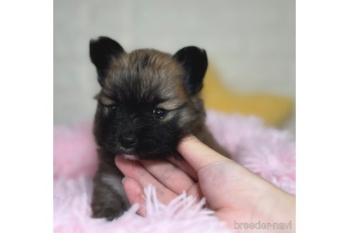 成約済の埼玉県のミックス犬-339520の12枚目
