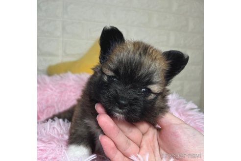 成約済の埼玉県のミックス犬-339520の11枚目
