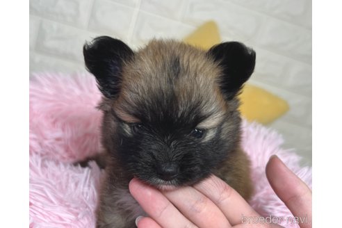 成約済の埼玉県のミックス犬-339520の10枚目