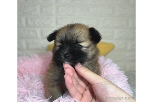 成約済の埼玉県のミックス犬-339520の9枚目