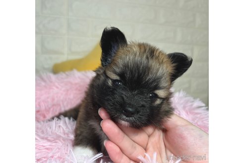 成約済の埼玉県のミックス犬-339520の8枚目