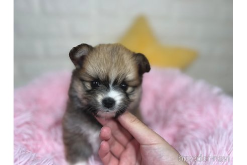 成約済の埼玉県のミックス犬-339530の6枚目