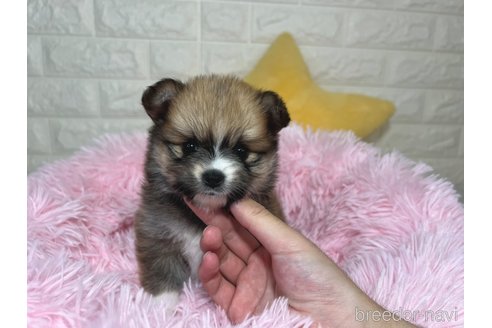 成約済の埼玉県のミックス犬-339530の5枚目