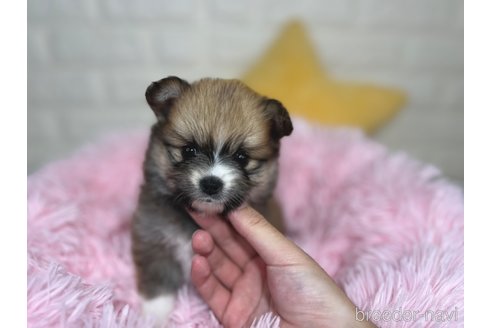成約済の埼玉県のミックス犬-339530の1枚目