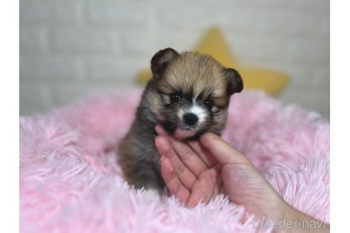 成約済の埼玉県のミックス犬-339530の4枚目