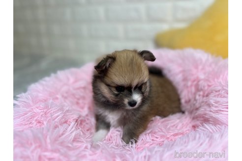 成約済の埼玉県のミックス犬-339530の3枚目
