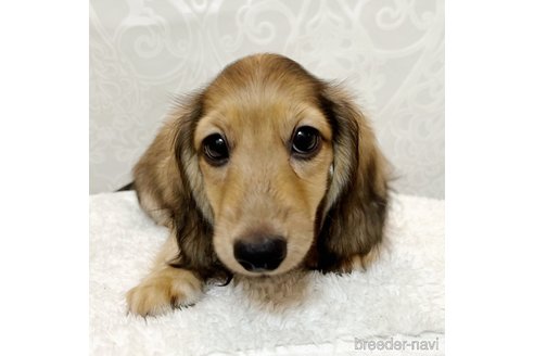 成約済の埼玉県のミニチュアダックスフンド(ロングヘアード)-338751の5枚目