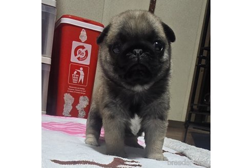 成約済の岡山県のパグ-343443の4枚目