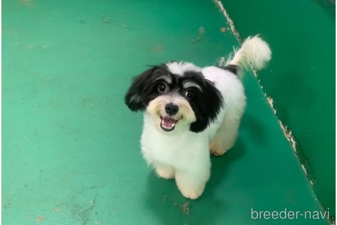 成約済の東京都のミックス犬-294837の5枚目