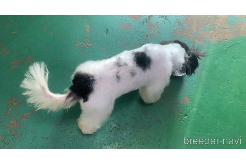 成約済の東京都のミックス犬-294837の4枚目