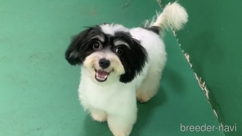 成約済の東京都のミックス犬-294837の3枚目