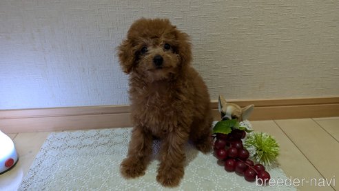 成約済の広島県のタイニープードル-325925の21枚目