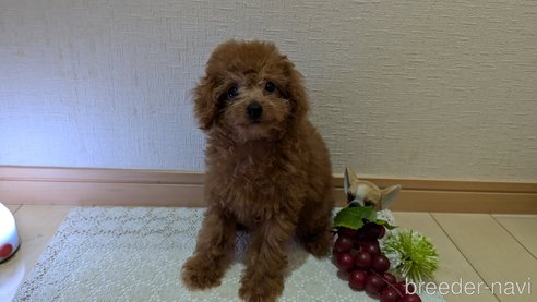 成約済の広島県のタイニープードル-325925の22枚目