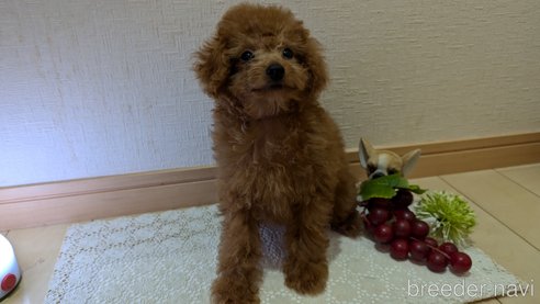 成約済の広島県のタイニープードル-325925の19枚目