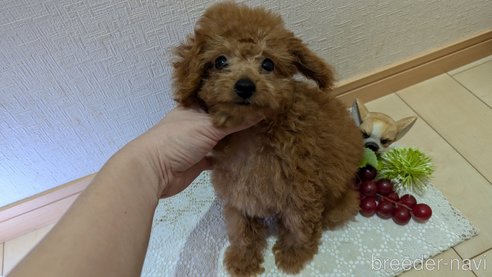 成約済の広島県のタイニープードル-325925の18枚目