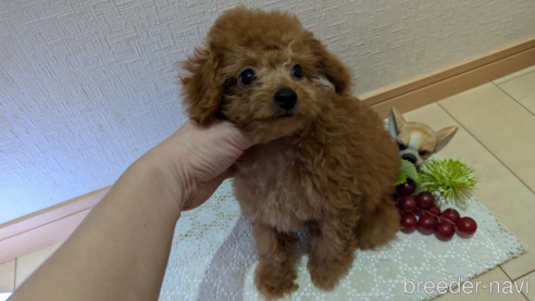 成約済の広島県のタイニープードル-325925の16枚目
