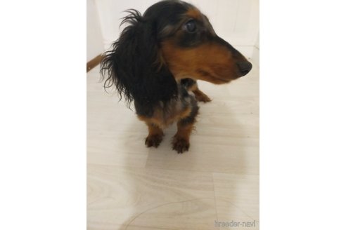 成約済の宮崎県のミニチュアダックスフンド(ロングヘアード)-322187の2枚目