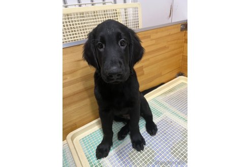 成約済の奈良県のフラットコーテッドレトリーバー-325788の2枚目