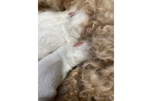 成約済の栃木県のマルプー:マルチーズ×トイプードル-344600の18枚目