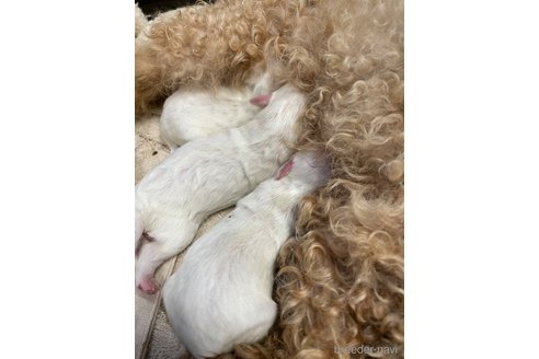 成約済の栃木県のマルプー:マルチーズ×トイプードル-344601の16枚目